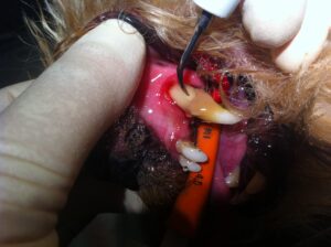 Soins dentaires vétérinaires